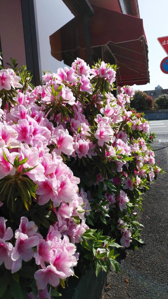 見頃迎えてます♪