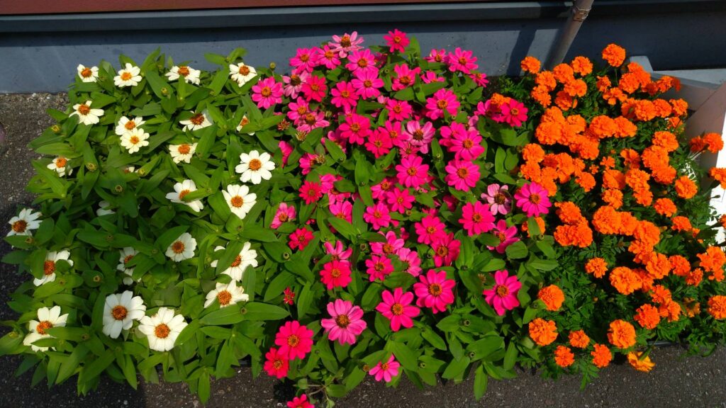 お花とお出迎え②