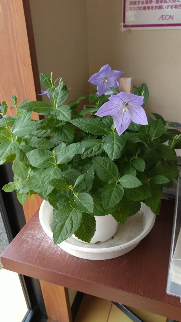 お花とお出迎え