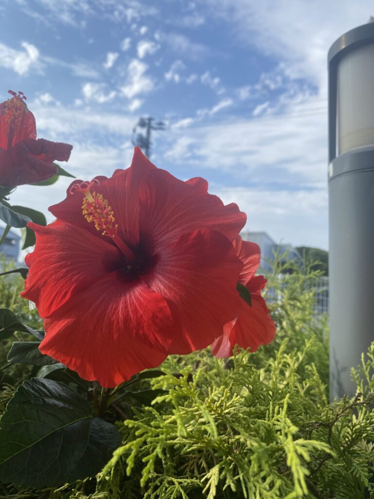 美しい花が咲いていた✨まるでメメント・モリのようだ( •︠▽•︡ )