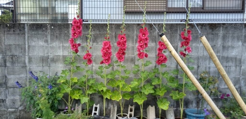 花🌸(タチアオイ)