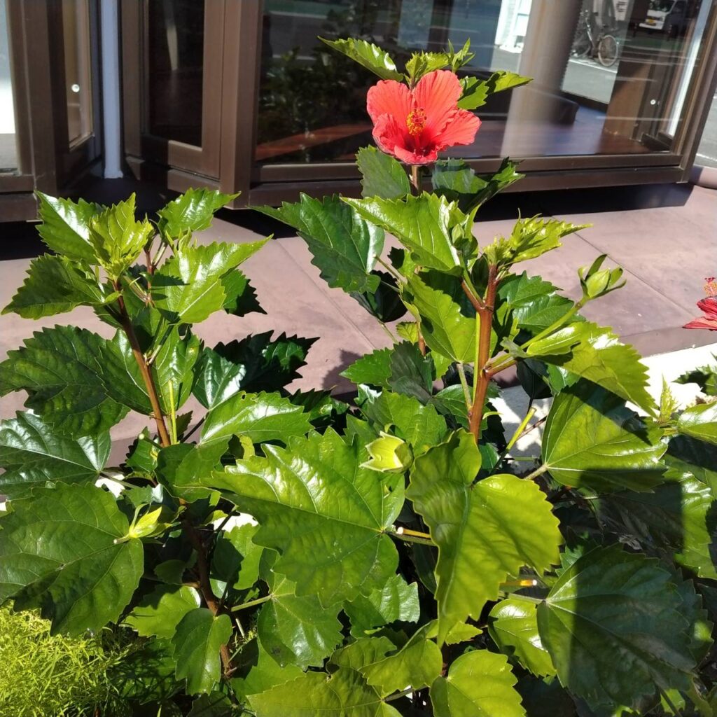 こんなに大きく🌿