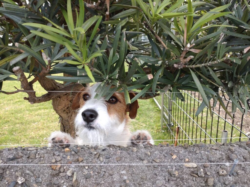 癒し系🐶♡
