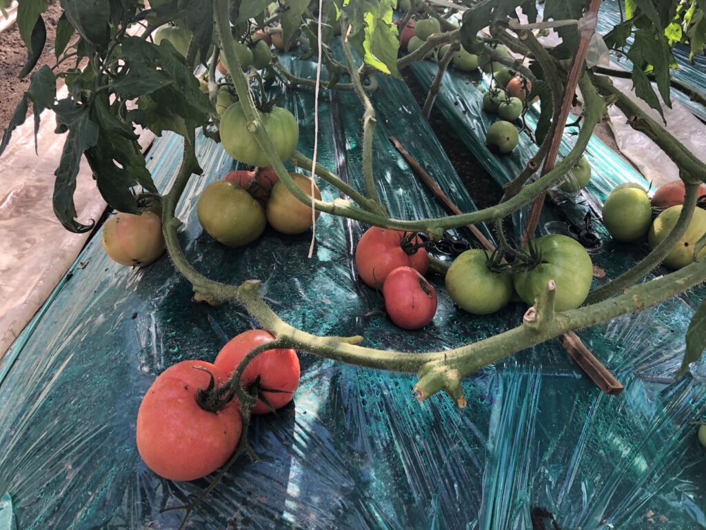 トマト農家さんの紹介🍅