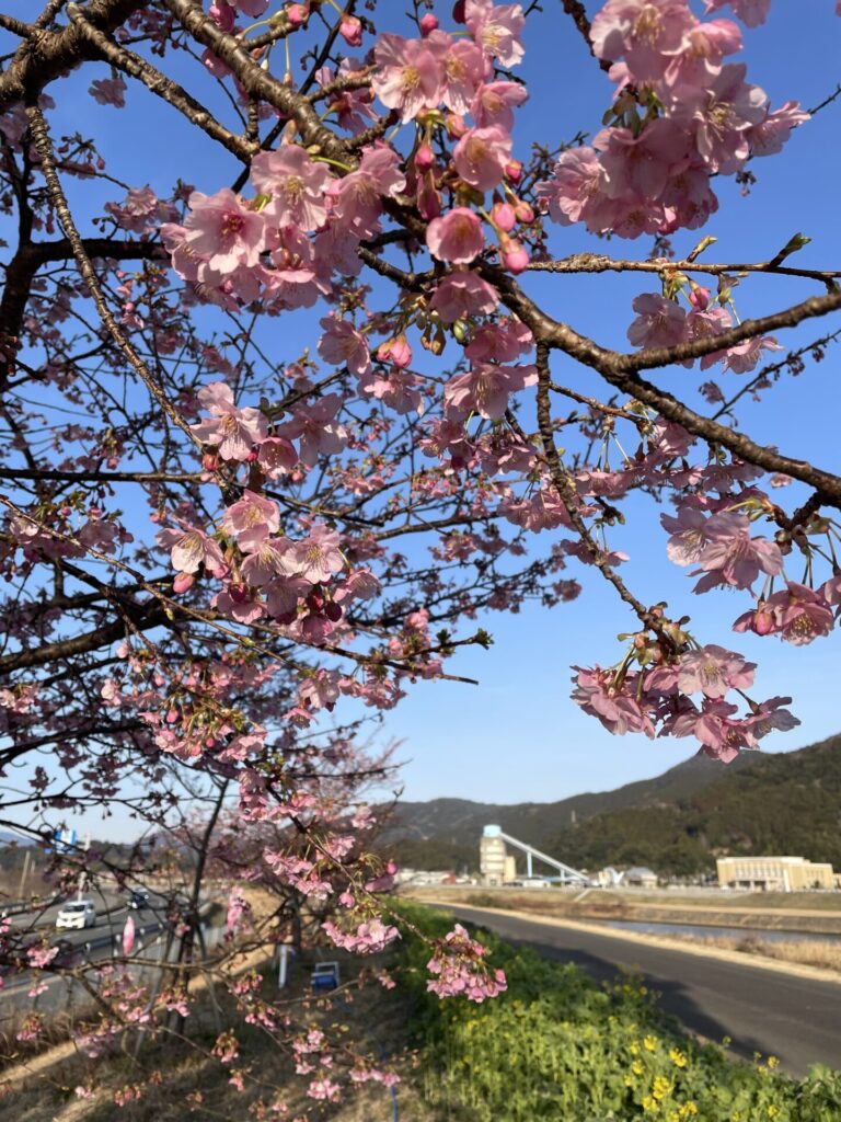 春近し🌸