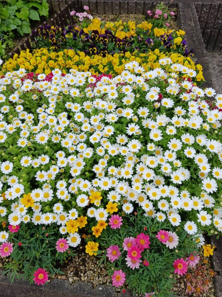 お花がとても綺麗です🌸