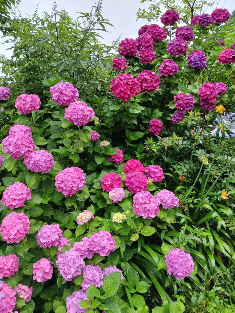 紫陽花に心を打たれて͛.*🍃💠