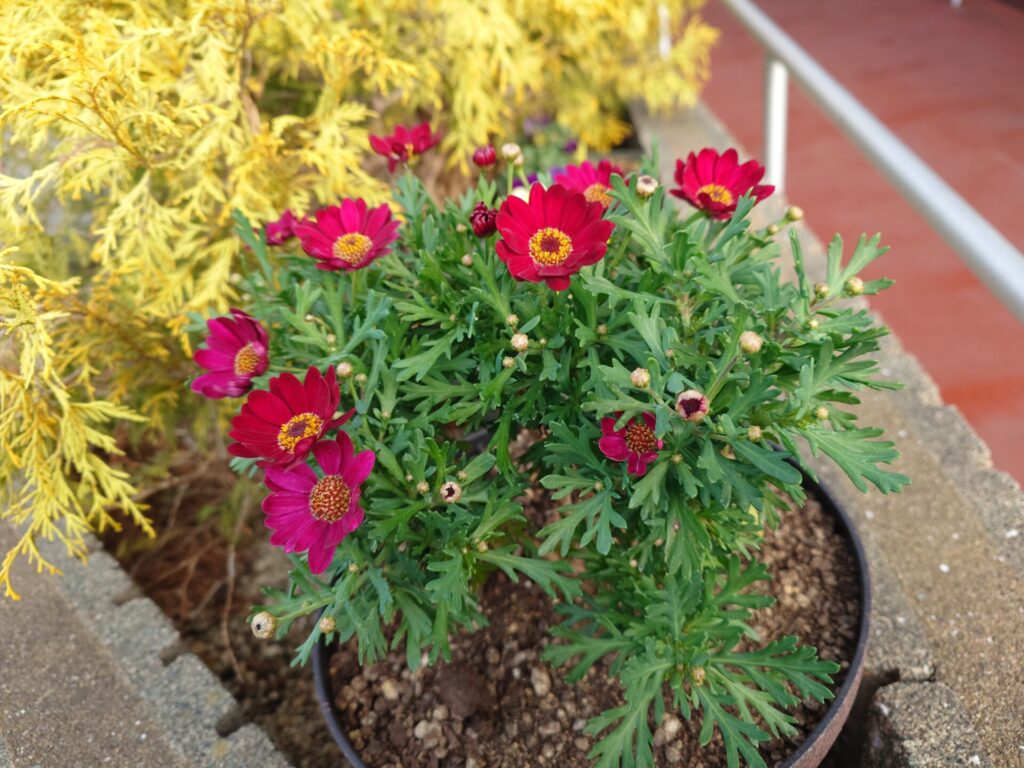 旭ヶ丘店長奮闘記〜お花紹介編〜