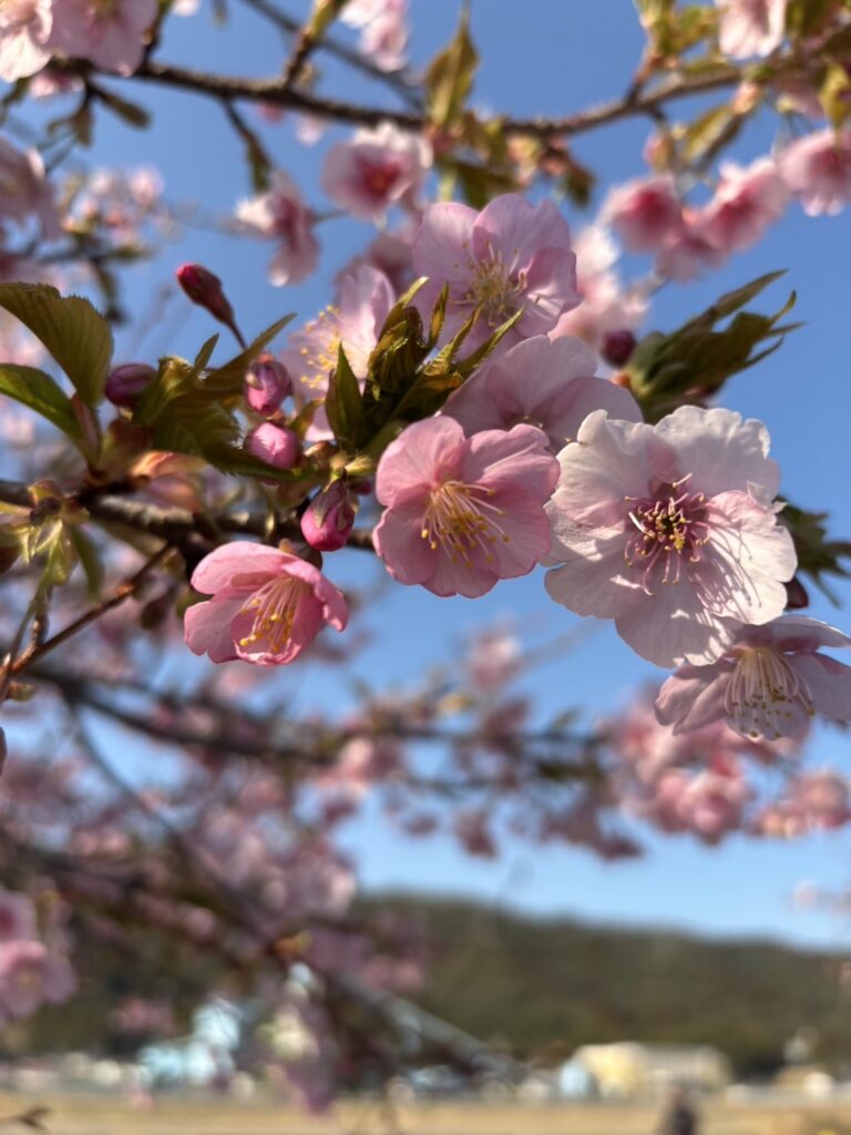 一足先に桜発見‼️