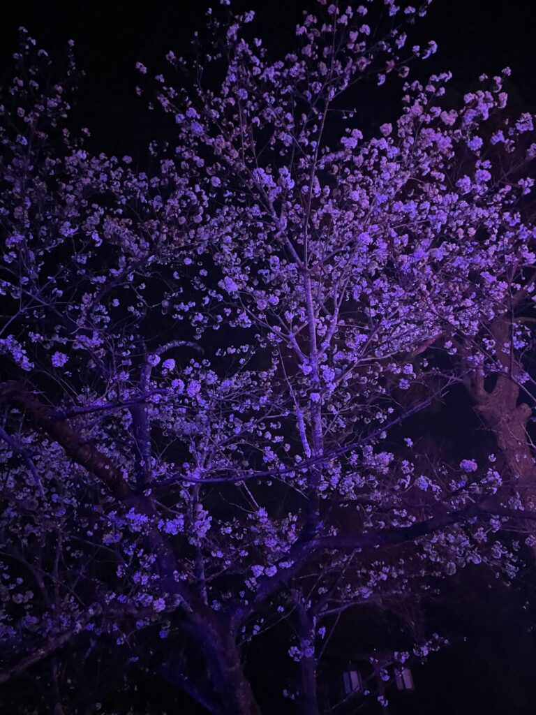 延岡の夜桜🌸
