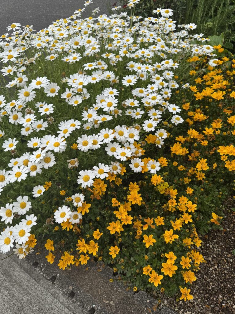 お花が綺麗に咲いてます❣️