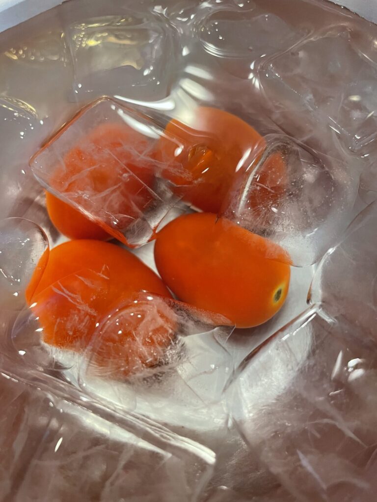 トマト獲れました🍅