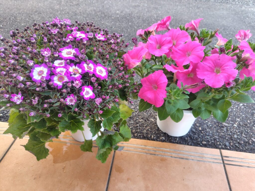 お花をいただきました😊