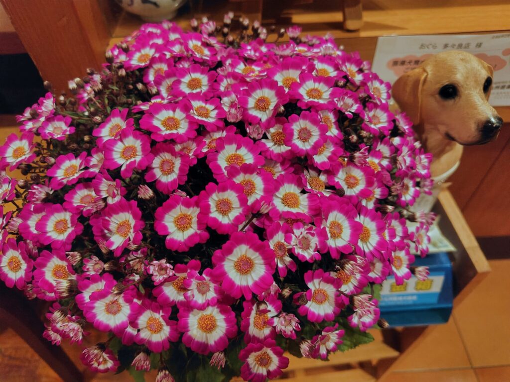 お花をいただきました🌸
